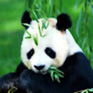 Meet your Posher, Anne